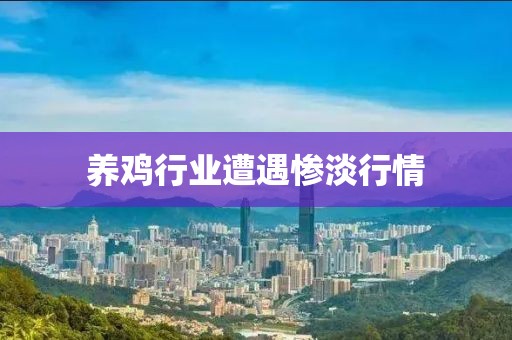 养鸡行业遭遇惨淡行情