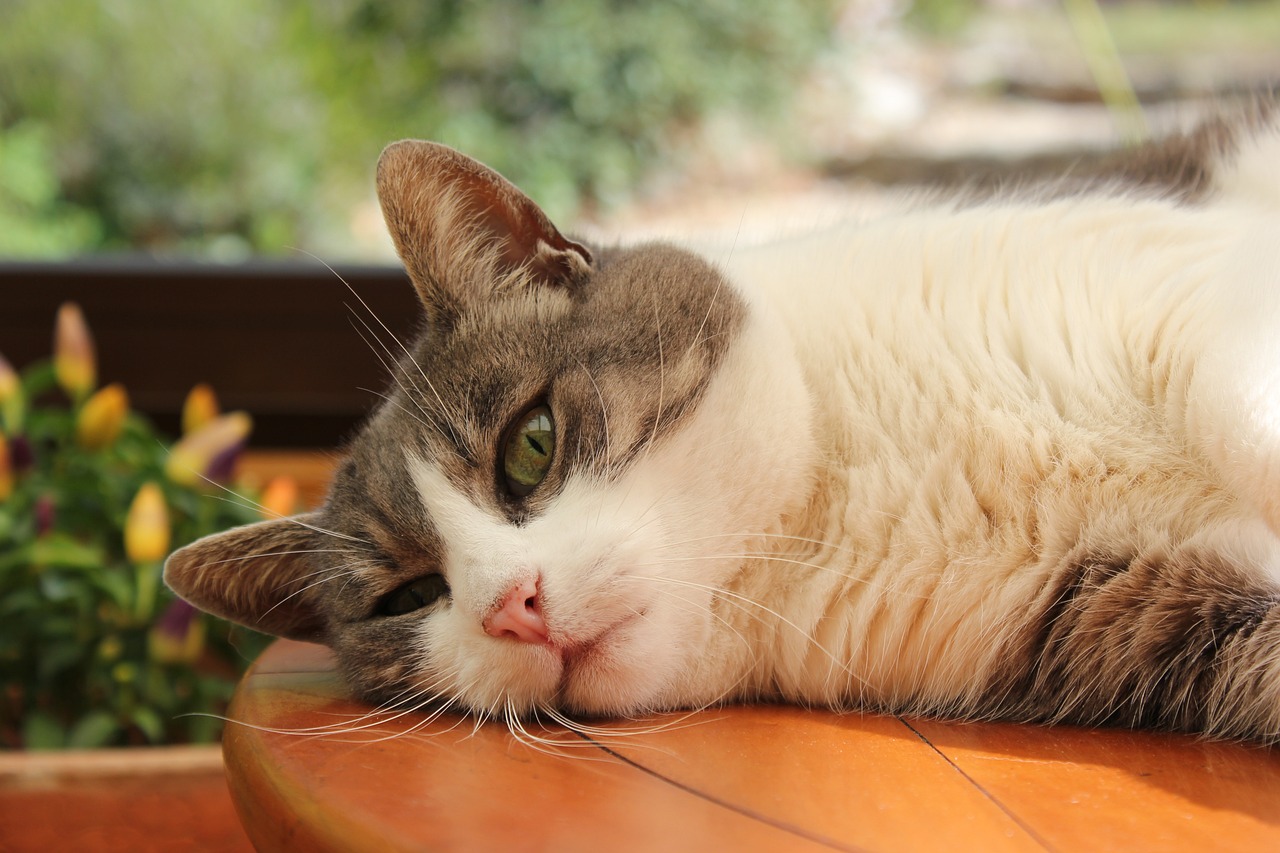 探索猫咪奇幻世界的最新猫动漫！
