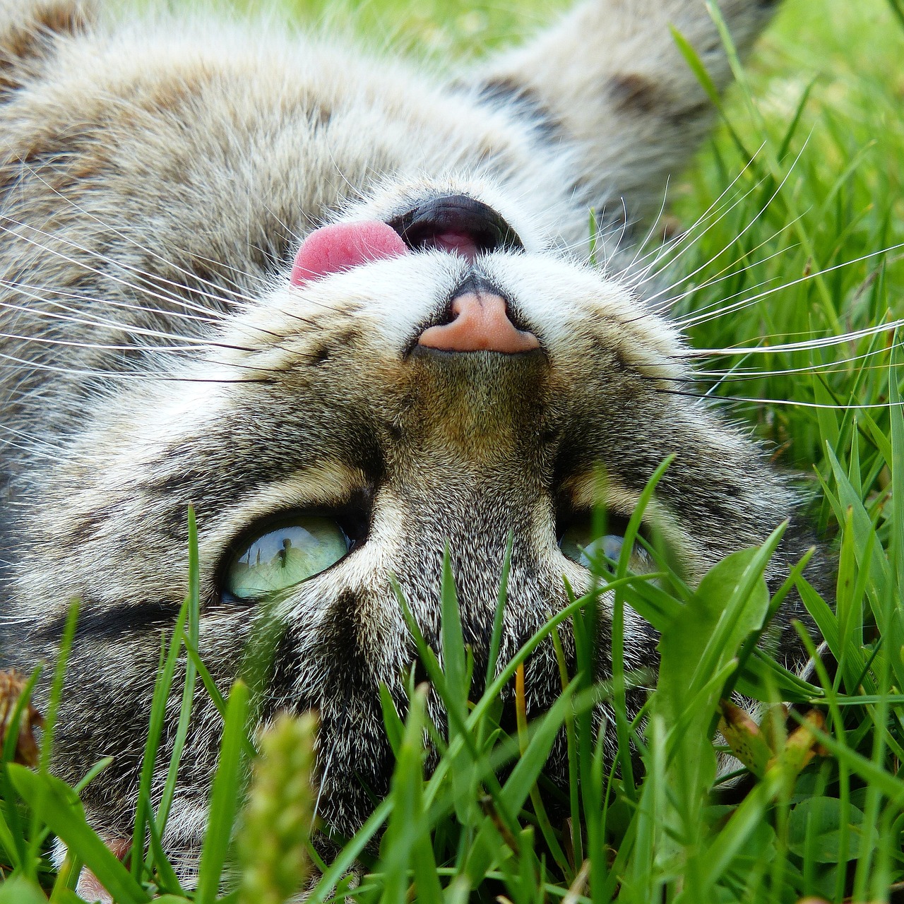 他与她的猫，最新章节更新及情感交织的温馨故事