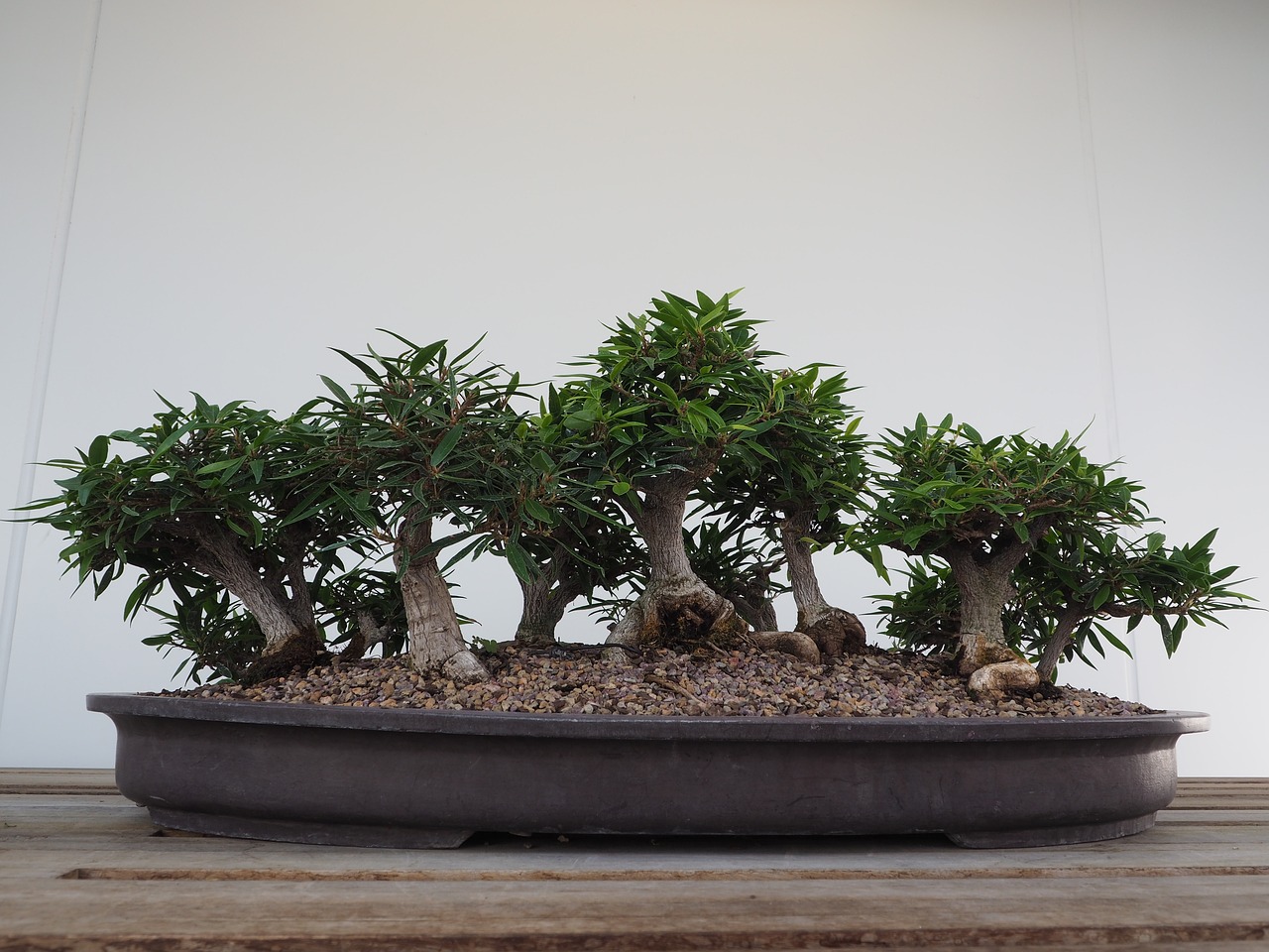新型植树设备，重塑绿色生态的未来力量之源