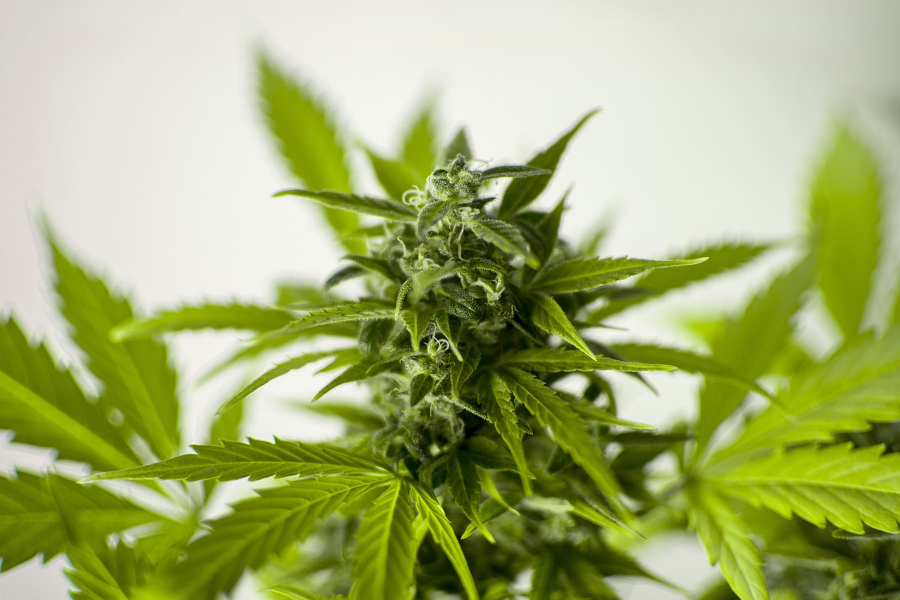 最新土豆栽培技术详解