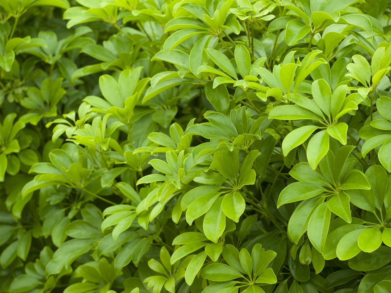 茼蒿市场行情分析与种植策略探讨