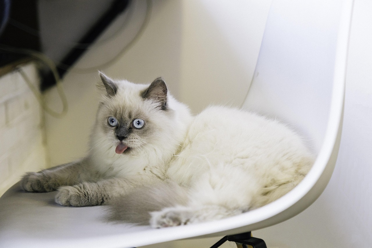 猫咪食品最新评测，品质与口味的双重考量，选购无忧！
