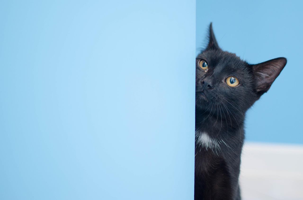 探索猫的世界，最新猫咪域名分享喜悦