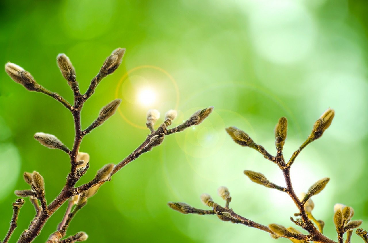 五月苹果树促花新技术研究与应用概述
