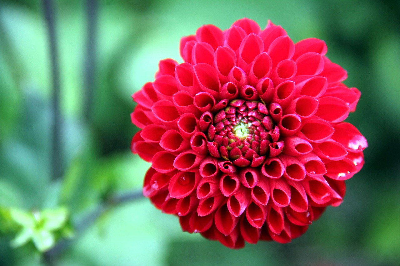 五月绽放的电视剧之花，孽海花