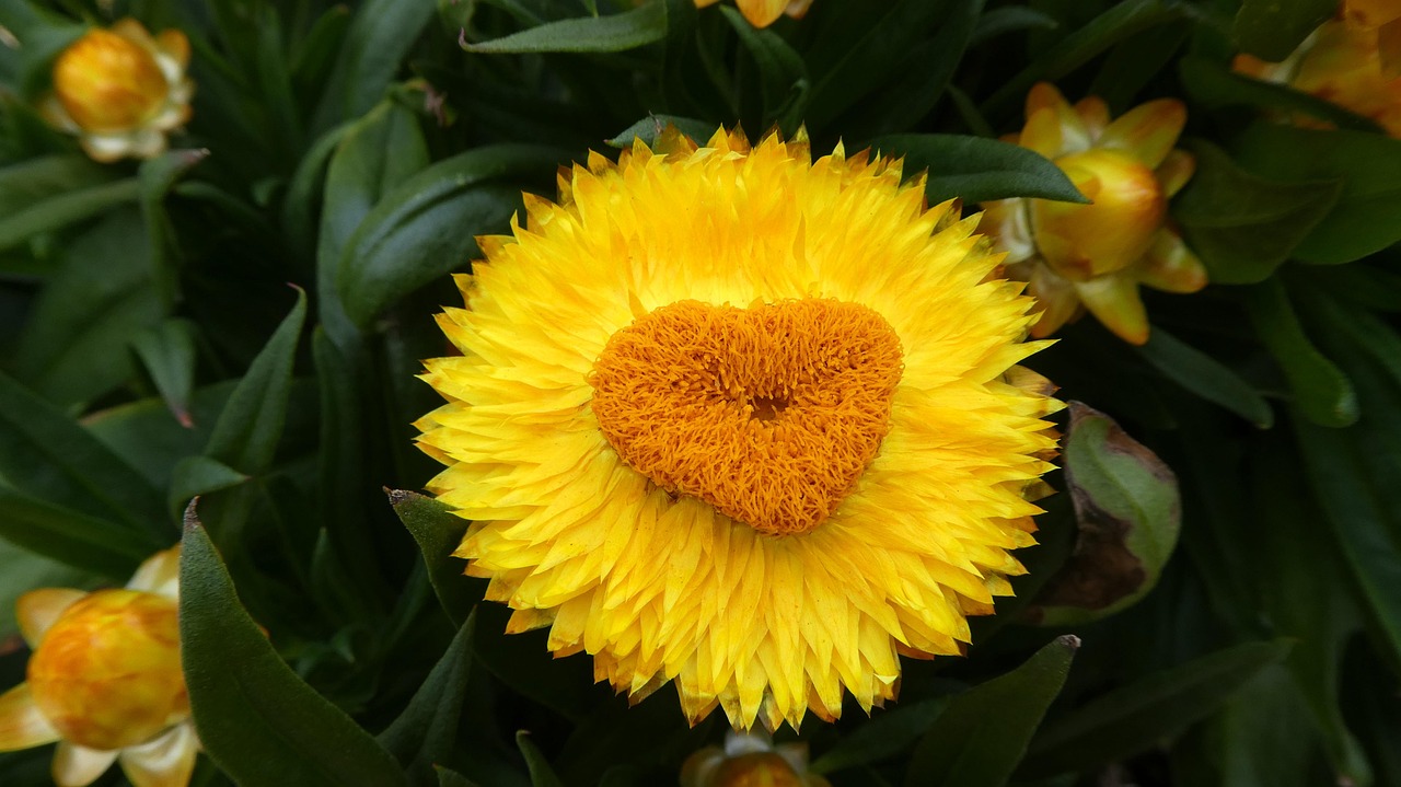 五月菠萝，飘香上市的季节